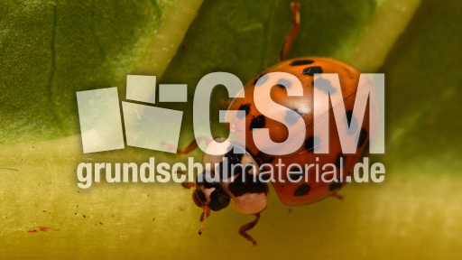 Asiatischer_Marienkäfer (12).jpg